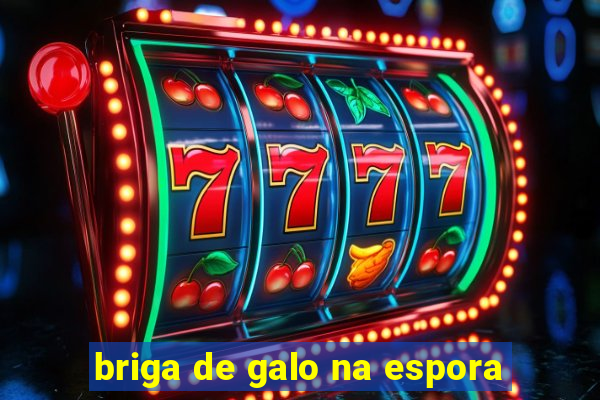 briga de galo na espora