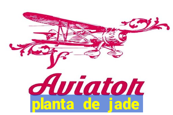 planta de jade significado espiritual